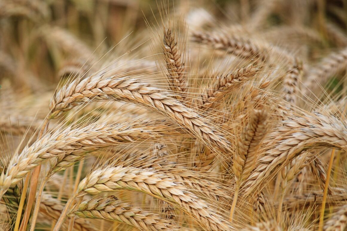 The Kinsman Redeemer: The Blessing Behind the Barley